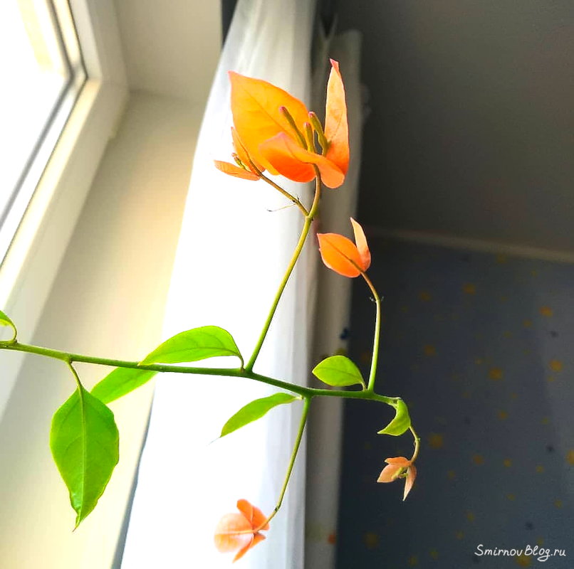 Бугенвиллея - красивое южное растение