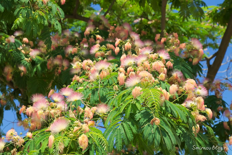 Дерево с пушистыми розовыми цветами