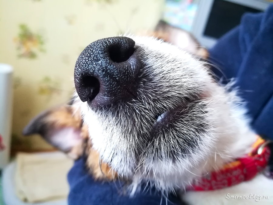 Почему у собаки холодный и мокрый нос