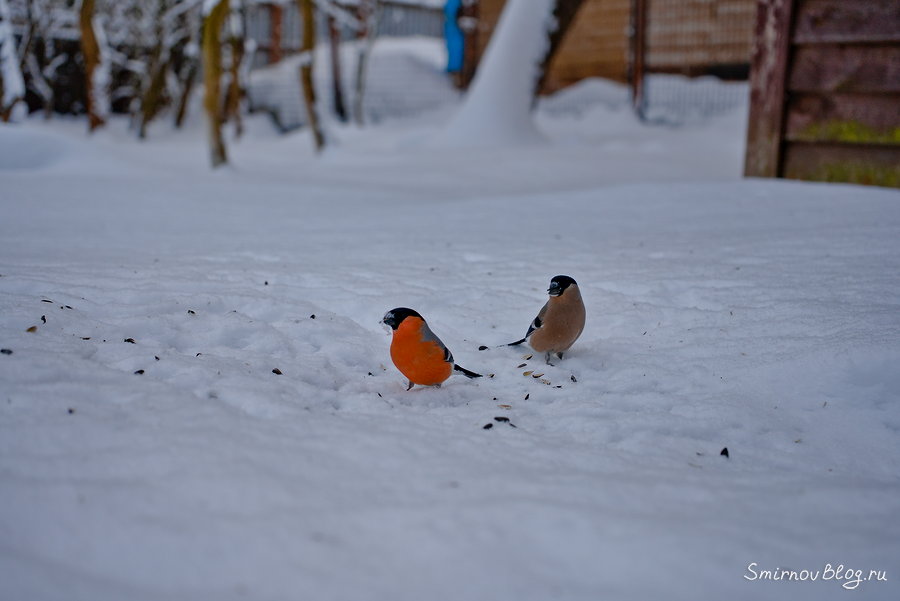 Фотоохота на птиц. Снегири, самец и самочка.