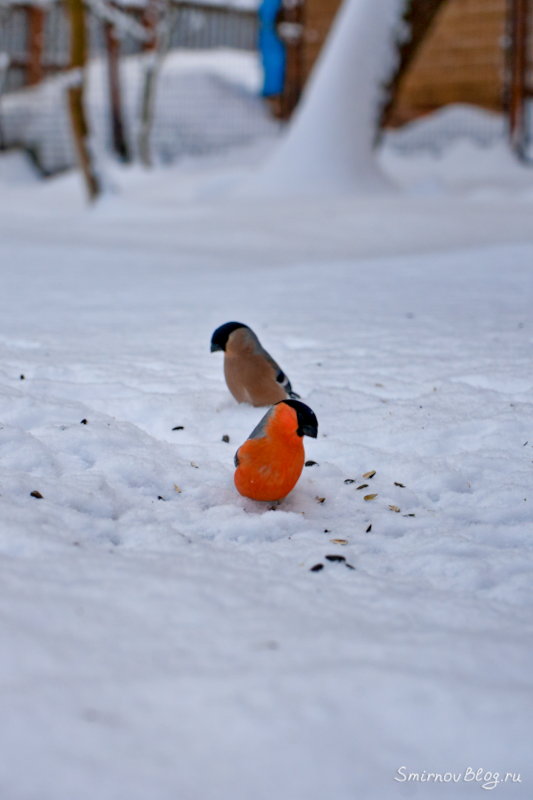 Фотоохота на птиц зимой. Снегири