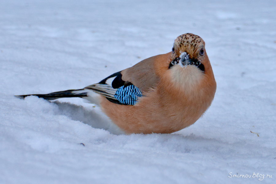 Фотоохота на птиц зимой. Сойка