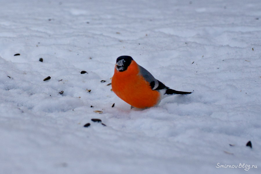 Фотоохота на птиц зимой. Снегирь