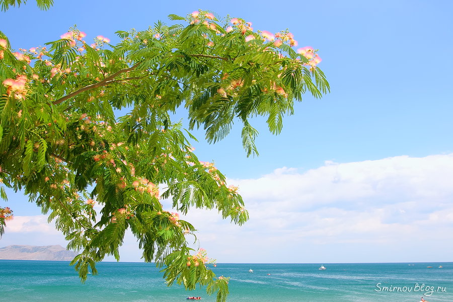 Альбиция, растущая на набережной в поселке Новый Свет в Крыму