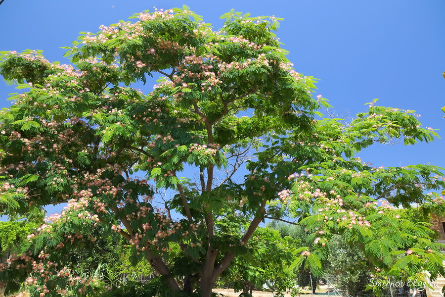 Дерево с пушистыми розовыми цветами