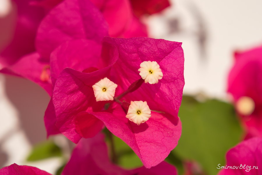 А цветок у Бугенвиллеи белого цвета и находится как раз в серединке этих прицветников. Прицветники у бугенвиллеи