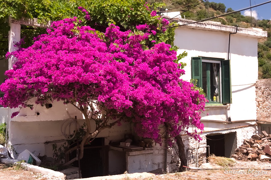 Бугенвиллея - красивое южное растение Бугенвиллея ярко-розового цвета