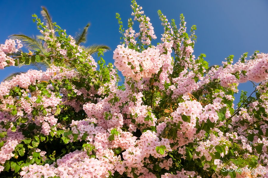 Бугенвиллея - красивое южное растение Нежно-розовая бугенвиллея