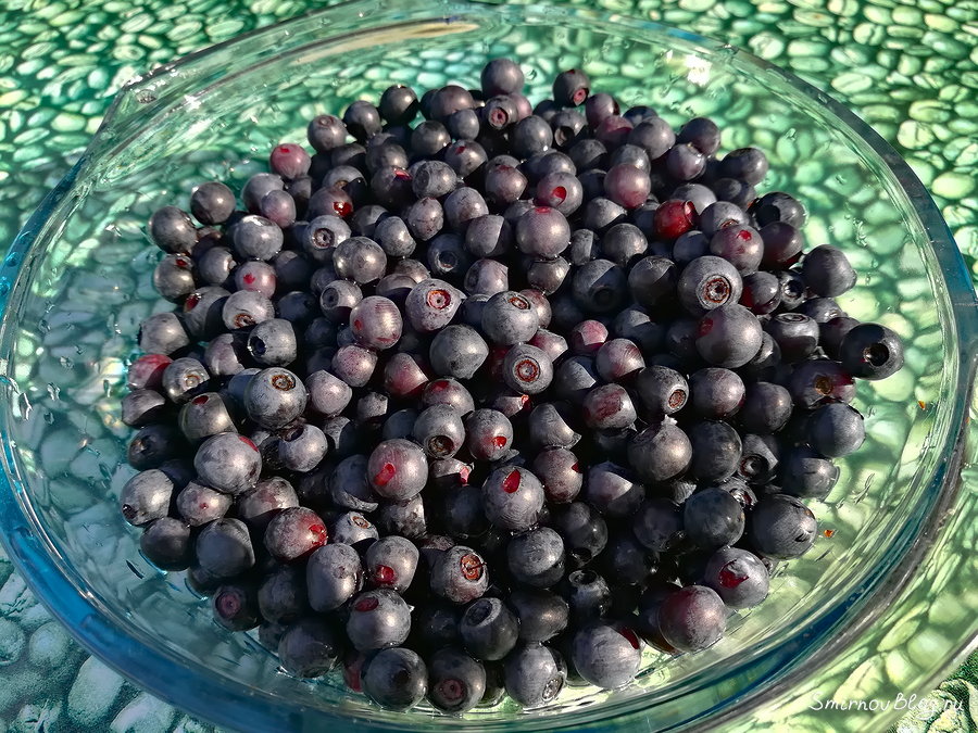 Свежая черника, собранная в лесу