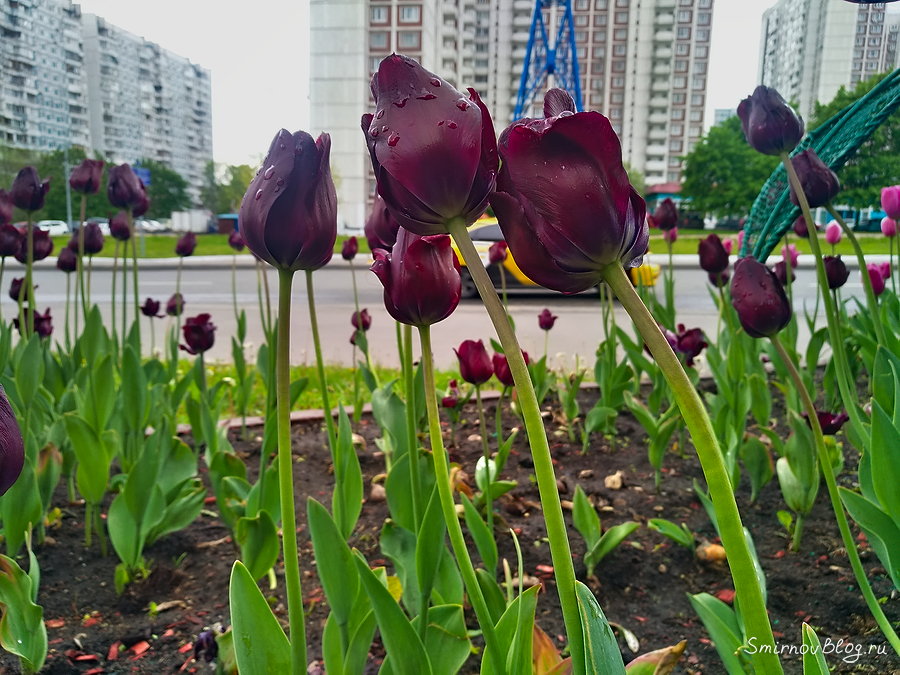 Чёрные тюльпаны — уже не редкость