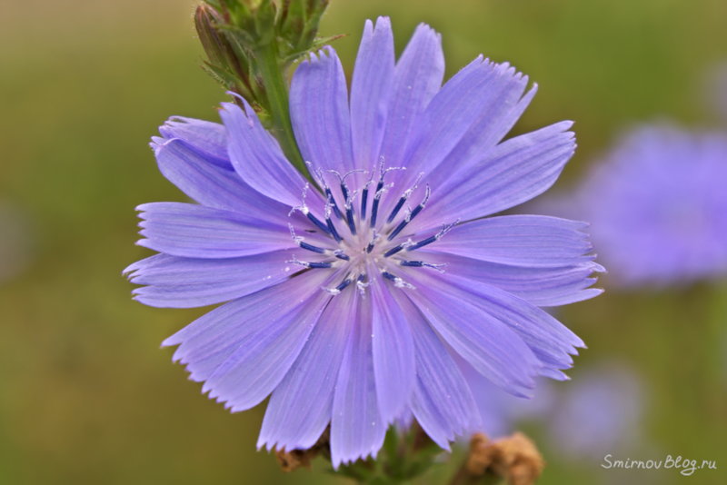 Цветок цикория