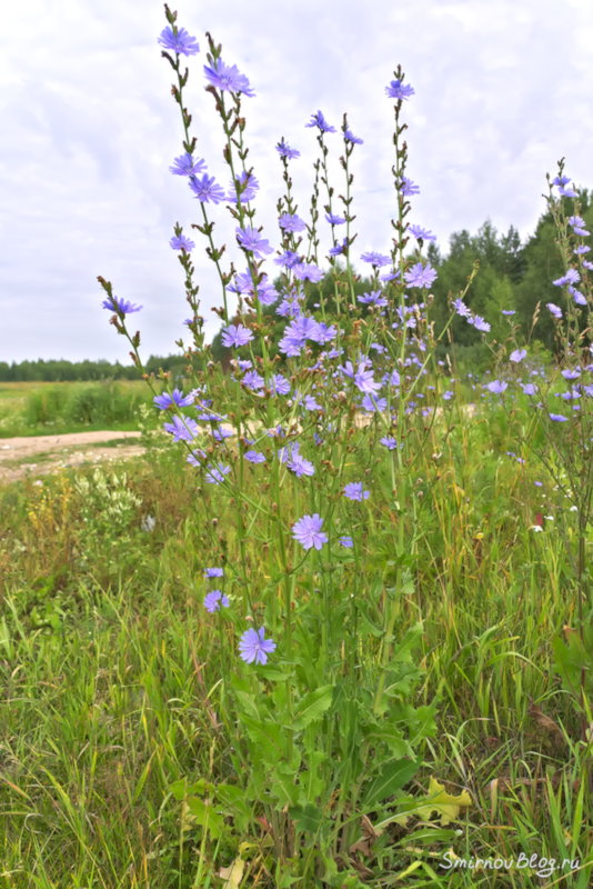 Цикорий
