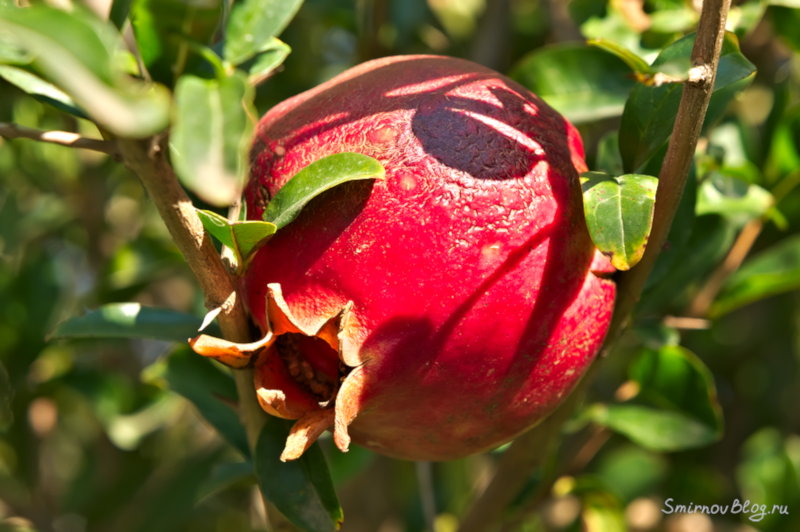 Гранат обыкновенный