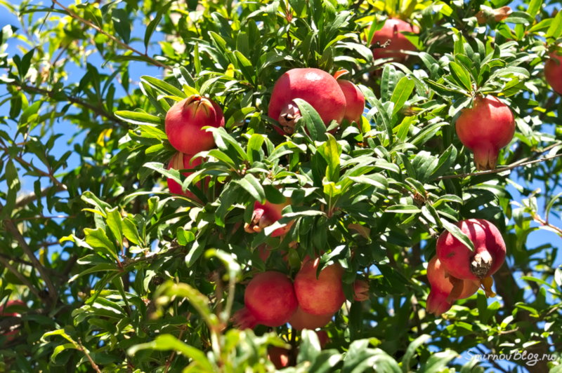 Гранатовое дерево со спелыми плодами