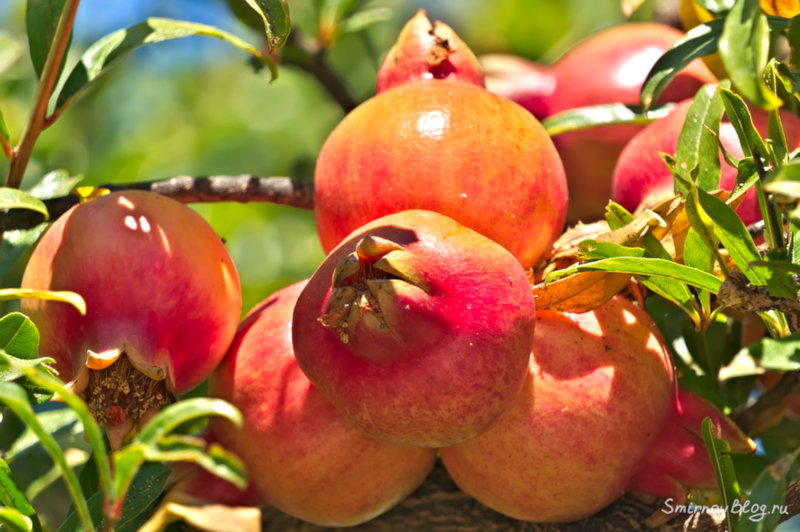 Спелые плоды на гранатовом дереве