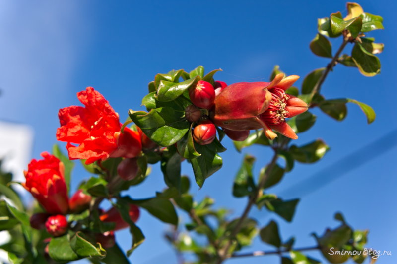 Цветущее гранатовое дерево