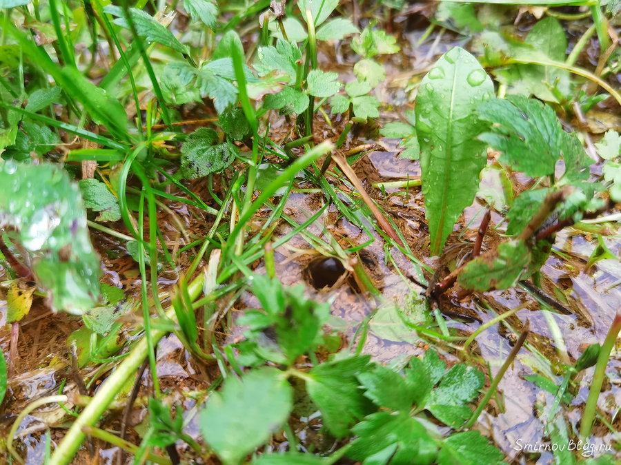 Маленький фонтан воды из-под земли, когда прорвало водопровод