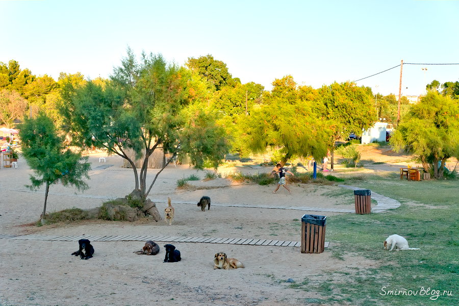 Стая собак на средиземноморском пляже