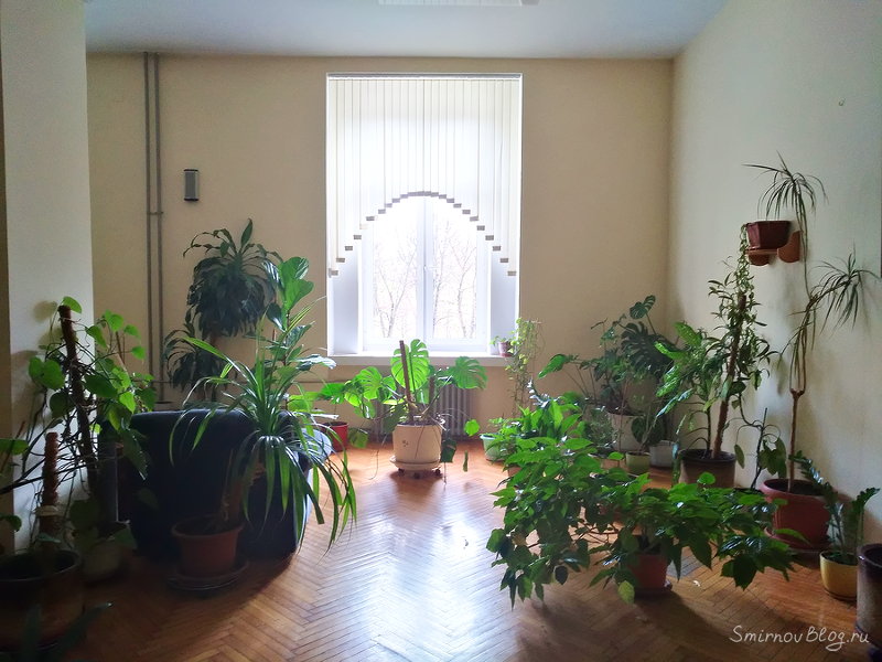 Множественная миома матки больших размеров - моя история Зимний сад в Сеченовской больнице