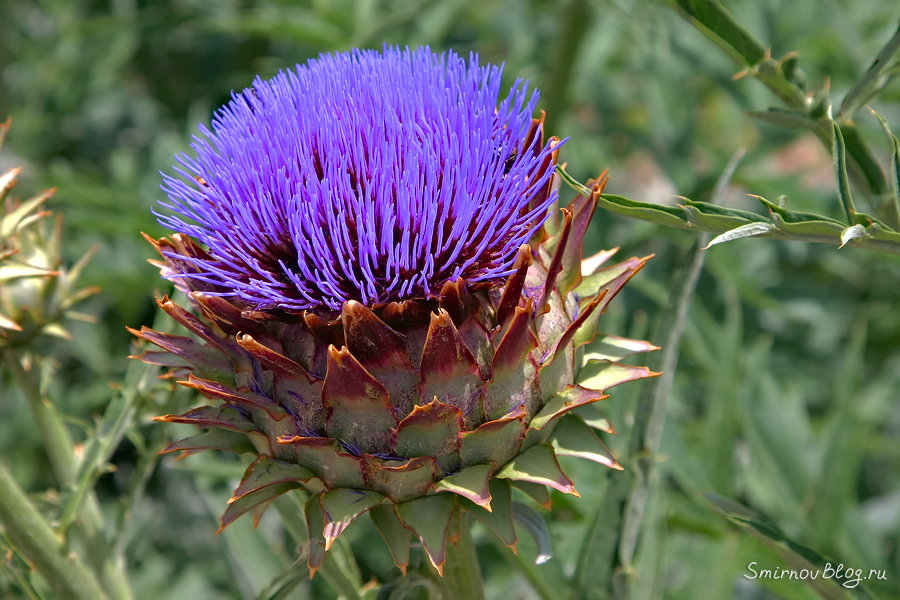 Растение похожее на репейник