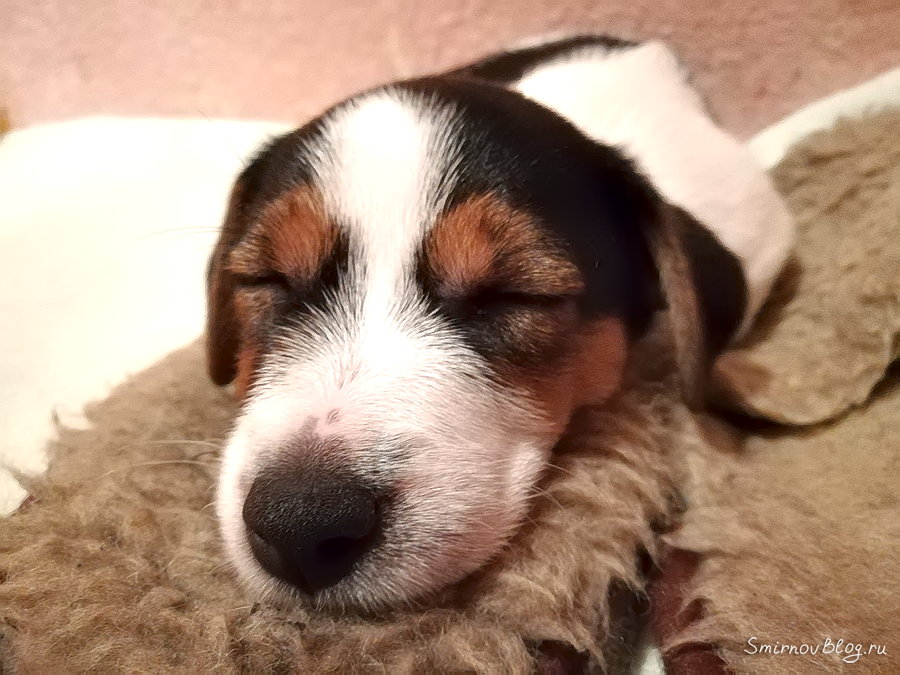 Щенок Джек Рассел терьер. Учимся спать ночью Спящий щенок Джек Рассел Терьера