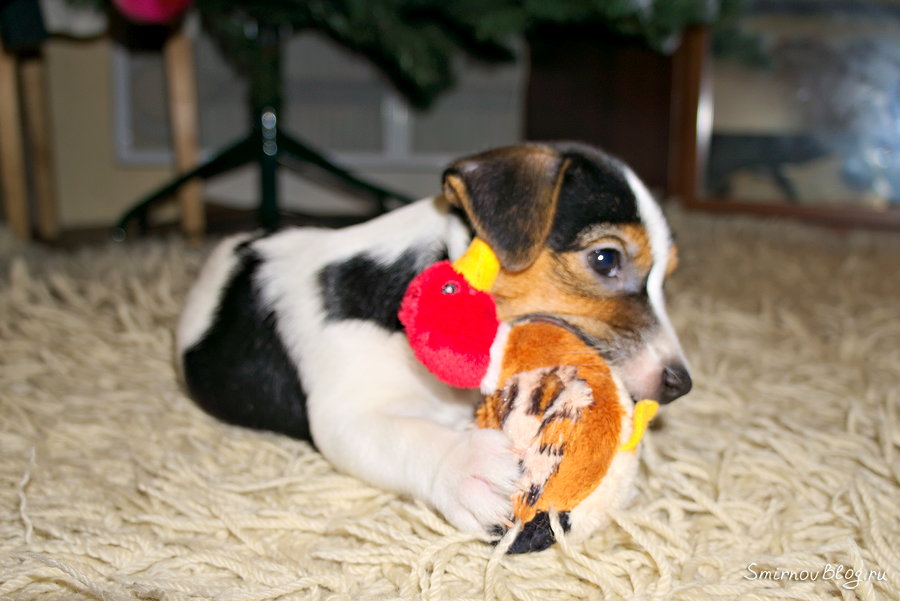 Как отучить щенка не грызть вещи Щенок Джек Рассел Терьера с игрушкой