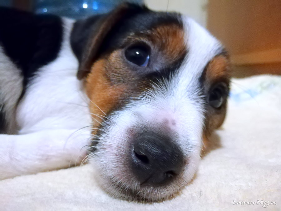 Как отучить щенка скулить по ночам и грызть вещи Щенок Джек Рассел Терьер дома