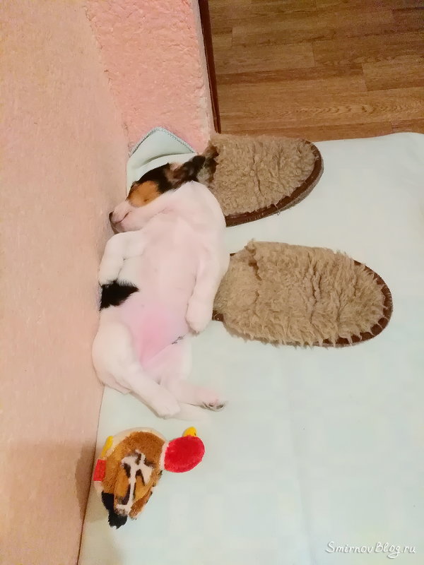 Щенок грызёт всё подряд Щенок Джек Рассел Терьер обгрыз угол