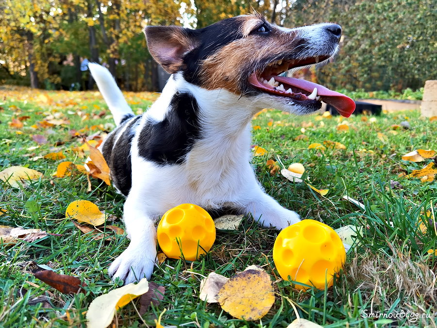 Куда поехать в Подмосковье с собакой