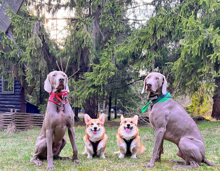 Парк-отель «VE art resort» Отель «VE art resort» где можно остановиться с собакой любого размера