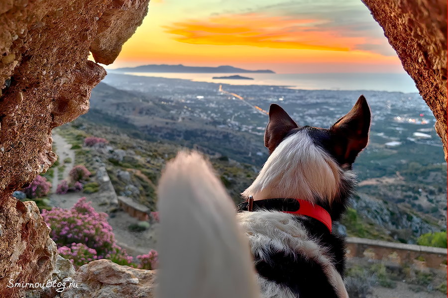 Изменяются правила ввоза домашних животных в Евросоюз