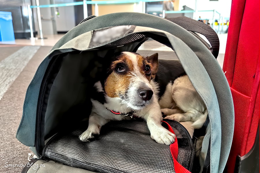 Изменяются правила ввоза домашних животных в Евросоюз Джек рассел терьер в переноске, предназначенной для провоза собаки в салоне самолёта