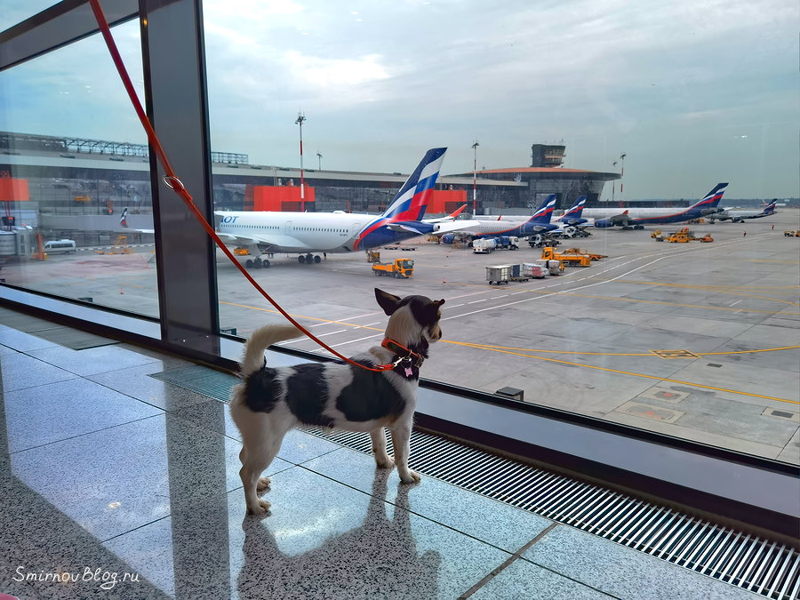 Провоз собаки в самолете