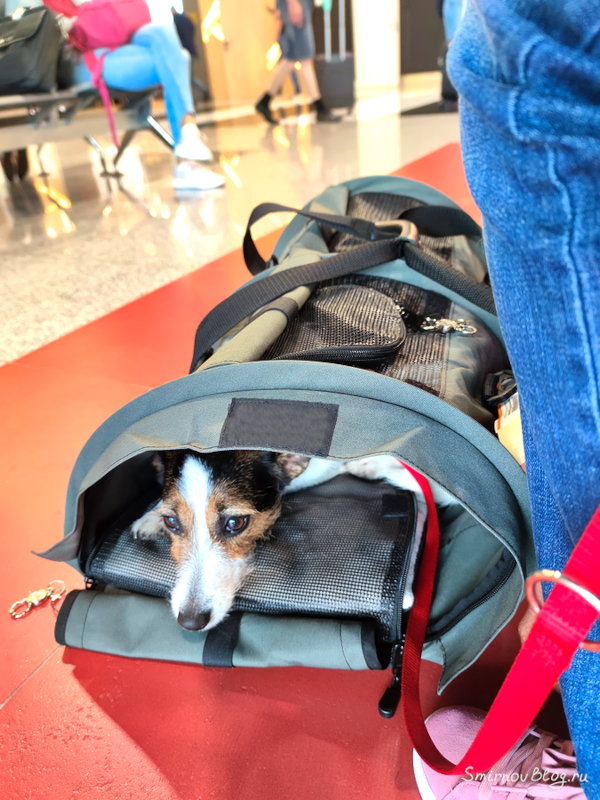Везём собаку в самолёте в переноске