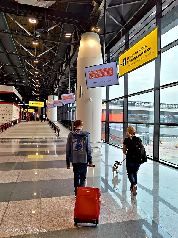 Гуляем с собакой по аэропорту Шереметьево
