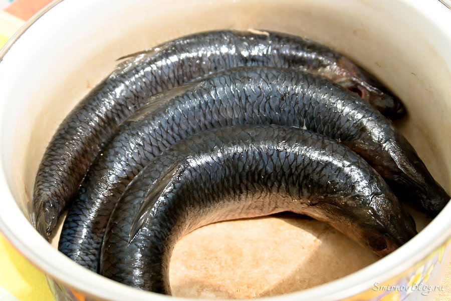 Как вкусно посолить селёдку Селёдка для засаливания в кастрюле
