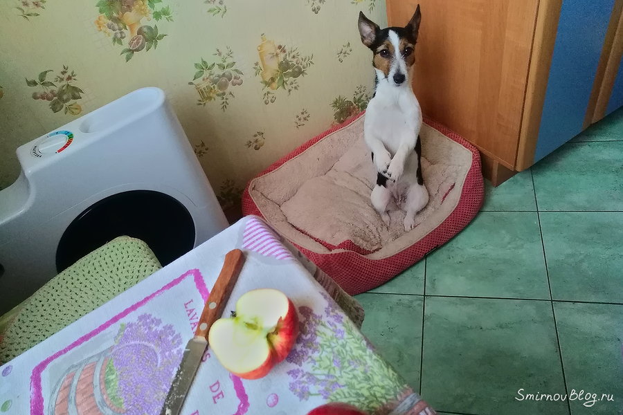 Джек рассел терьер выпрашивает яблоки