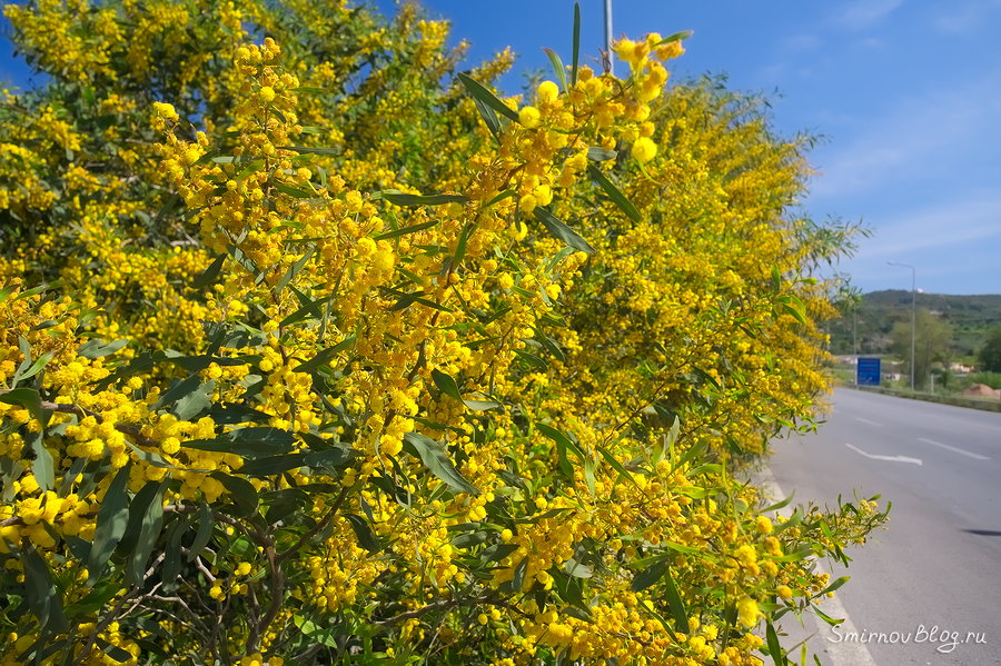 Символ праздника 8 марта вовсе не мимоза