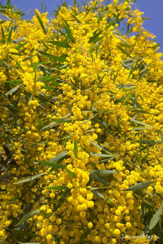Символ праздника 8 марта вовсе не мимоза Цветущая акация золотая (густоцветковая)