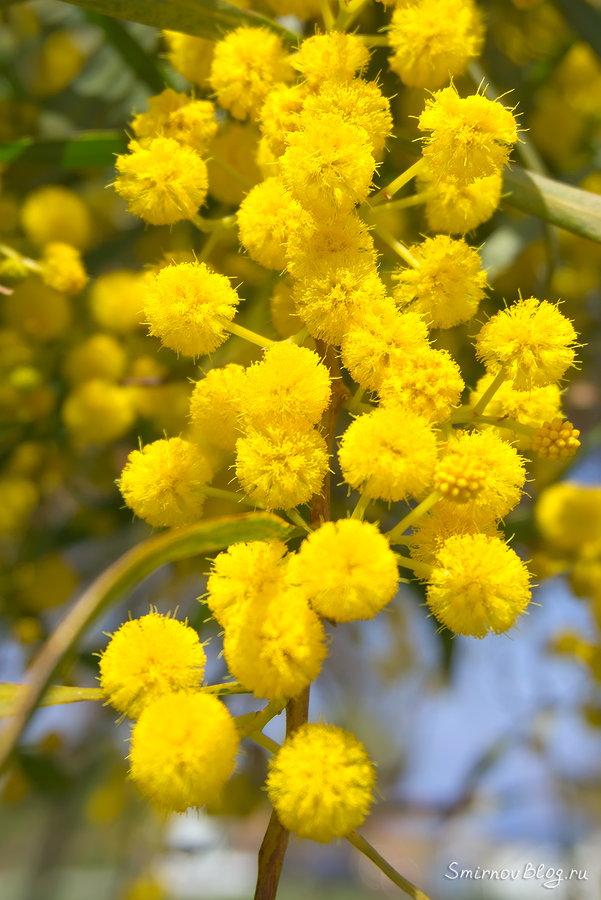 Символ праздника 8 марта вовсе не мимоза Цветущая акация золотая (густоцветковая)