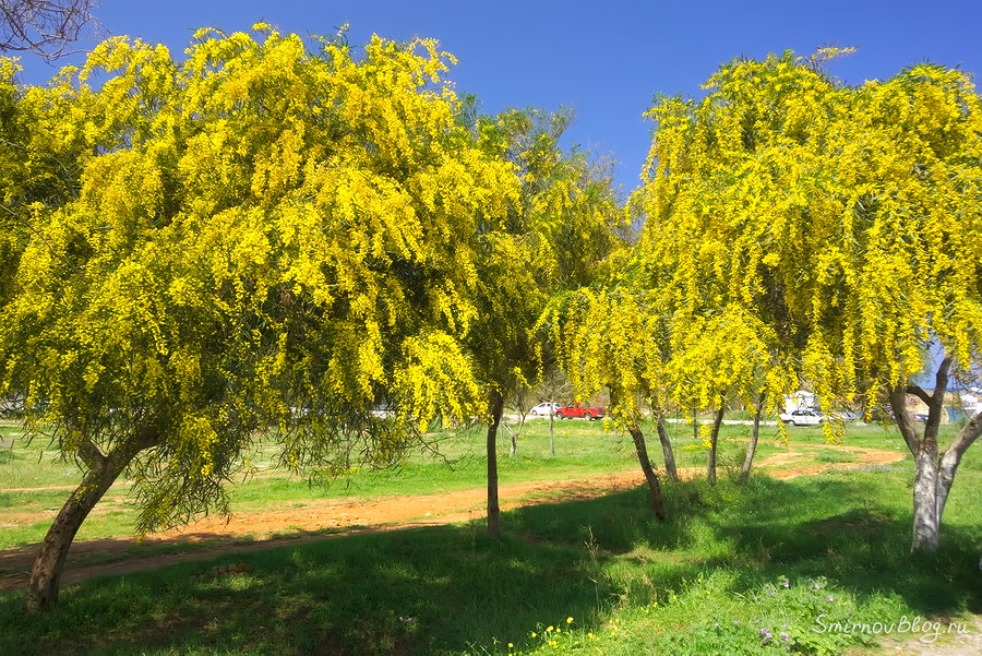 Символ праздника 8 марта вовсе не мимоза На фото не мимоза, а акация золотая - густоцветковая