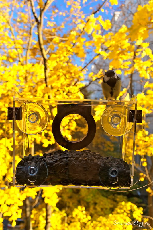 Оконная кормушка для наблюдения за птицами
