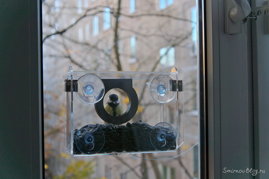 Синица в прозрачной оконной кормушке прилетела за семечками