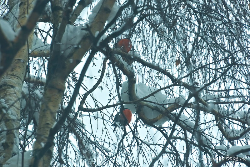 Два снегиря сидящих на заснеженной берёзе