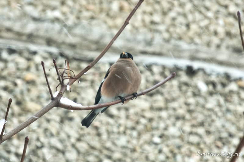 Самка снегиря