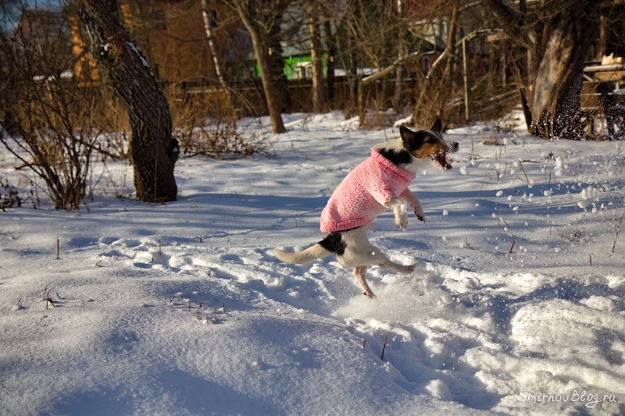 Джек рассел терьер прыгает за снежками