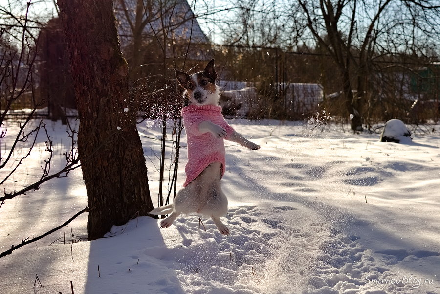 Джек рассел терьер прыгает за снежками