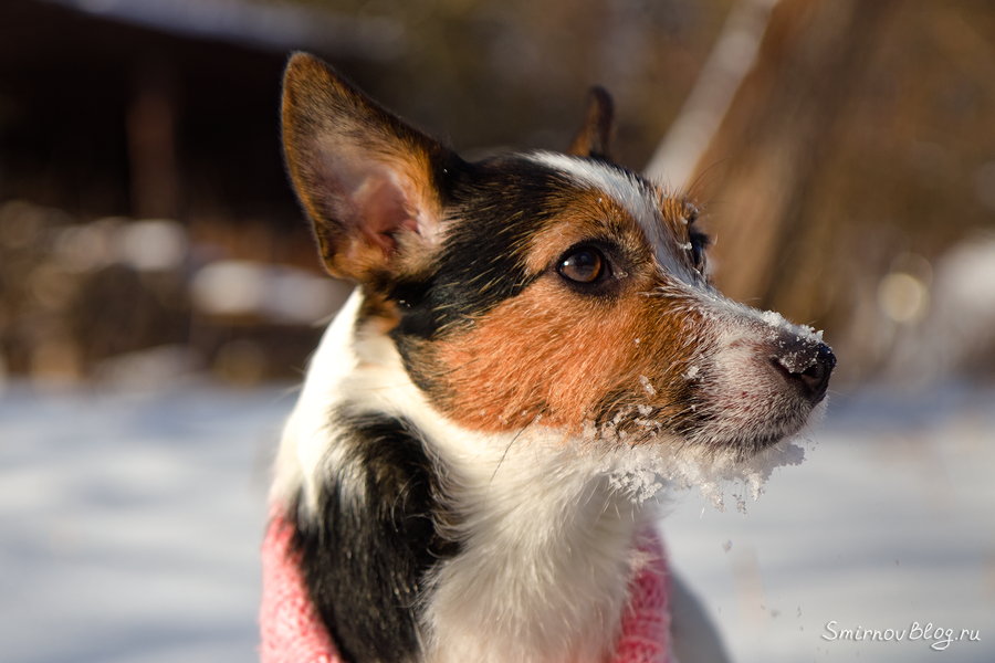 Джек рассел терьер прыгает за снежками