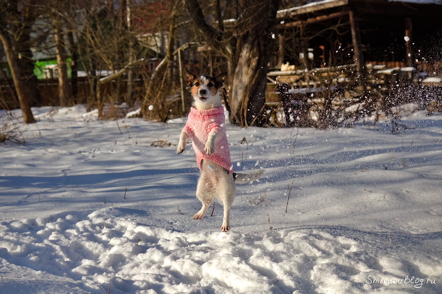 Джек рассел терьер прыгает за снежками