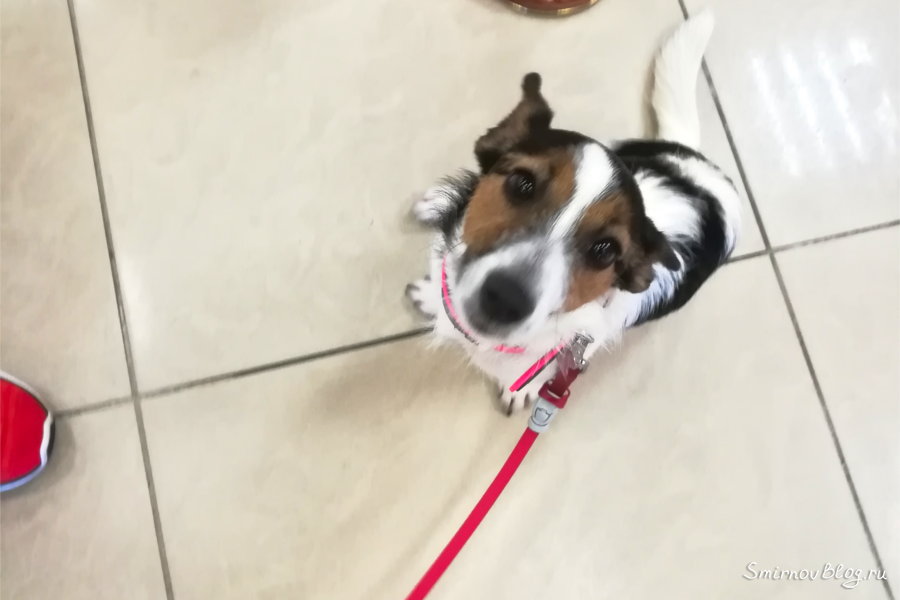 Ветеринарный контроль в аэропорту Шереметьево пройден